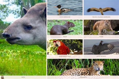 70 Animales De La Selva Tropical Peruana Amazónica Y Misionera Con
