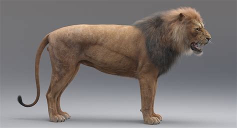 Lion Rigged Fur 3d Model — Missset
