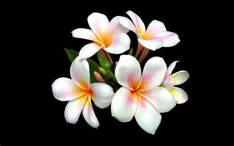 44 Plumeria Hd Wallpapers Background Images Wallpaper Abyss