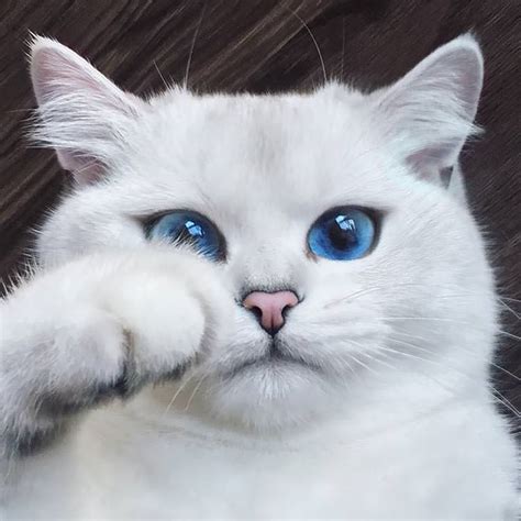 12 Of The Worlds Most Beautiful Cats In 2019