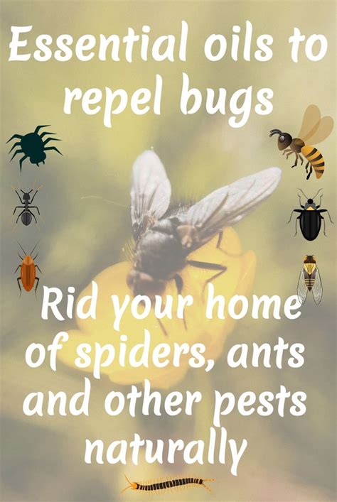 Essential Oils To Repel Bugs A Stray Kitchen Essential Oil Bug Spray Insect Repellent