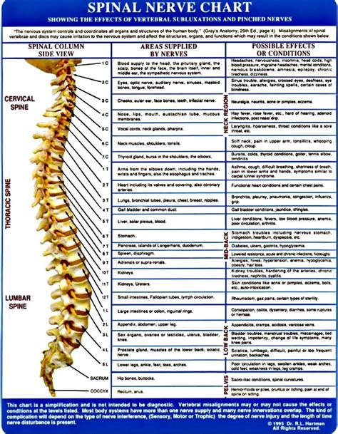 Cervical Spinal Nerve 6