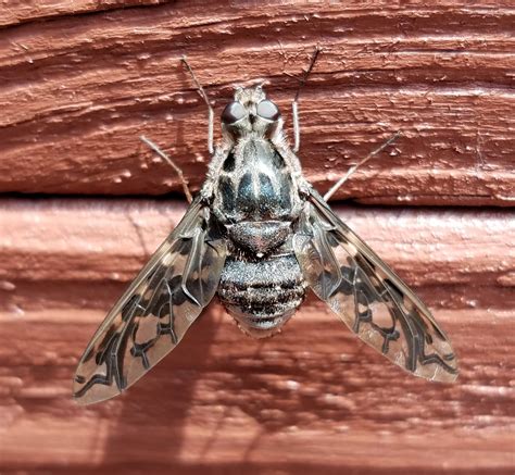 Maryland Biodiversity Project Tiger Bee Fly Xenox Tigrinus