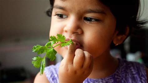 ¿por Qué Algunas Personas Creen Que El Cilantro Sabe A Jabón 2023