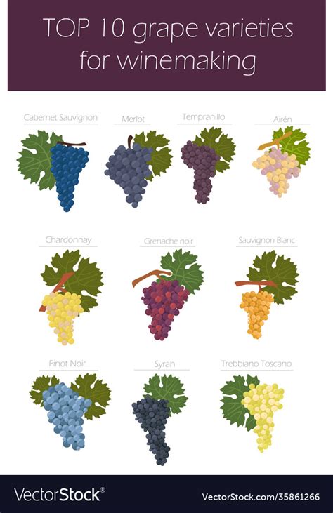 Types Of Grapes