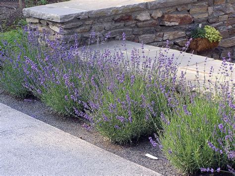 Lavender Hidcote Is A Fantastic Plant For Sunny Central Oregon