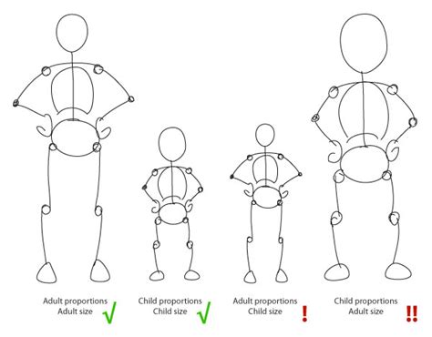 Human Anatomy Fundamentals Advanced Body Proportions