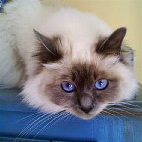 Birman Cat For Adoption The W Guide