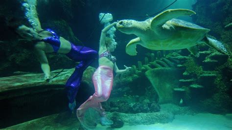 Florida City Known For Mermaids Now Sleeps With The Fishes Nbc 6