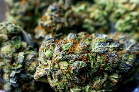 Cbd buds look and smell like weed. What Are CBD Buds? And Why You Should Try Them - CBD Flowers