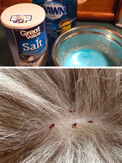 Eliminate Your Pets Fleas Using Dawn Dish Soap And Table Salt