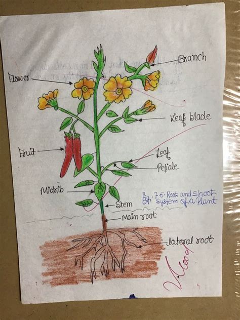 Childhood Drawing Of Root And Shoot System Of A Plant Roots Drawing