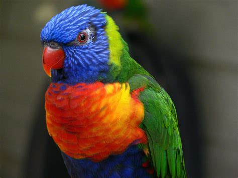 Lory Parrot Bird Tropical 37 Wallpapers Hd Desktop