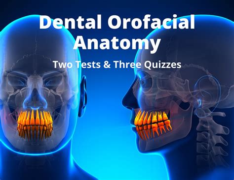 Orofacial Anatomy Head And Neck Anatomy Practice Quizzes Etsy