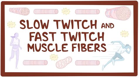Slow Twitch And Fast Twitch Muscle Fibers Video Osmosis