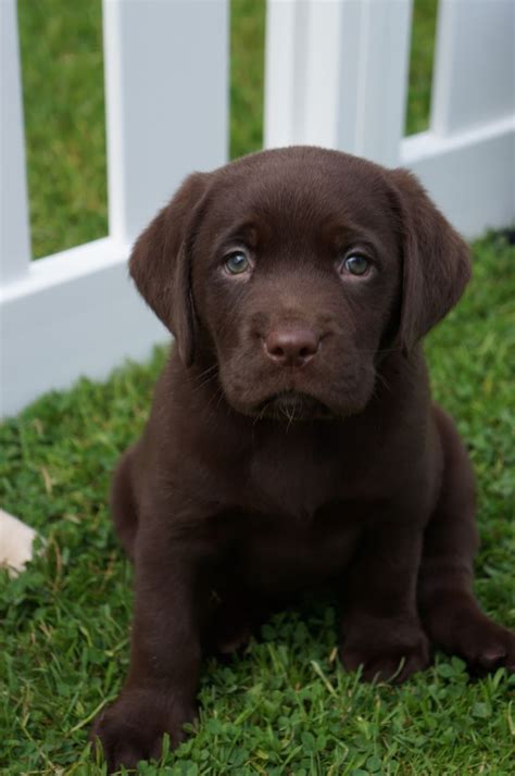 All in all, things are great! Ready Now Chunky Chocolate Labrador Puppies | Usk, Monmouthshire | Pets4Homes