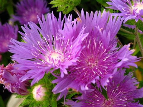 Stokes Aster Michigan Perennial Flower Perennial Plants And Flowers