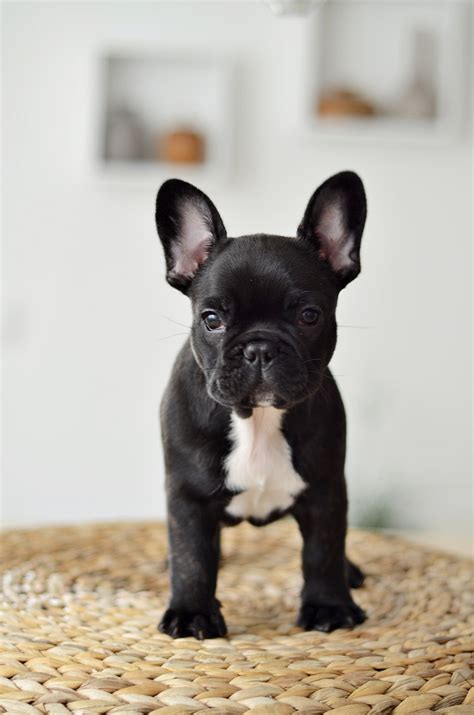 10 Best French Bulldog Dog Names French Bulldog Puppies Bulldog