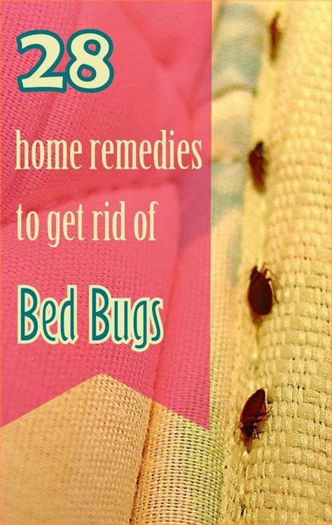 Home Remedy For Getting Rid Of Bed Bugs Rid Of Bed Bugs Bed Bugs