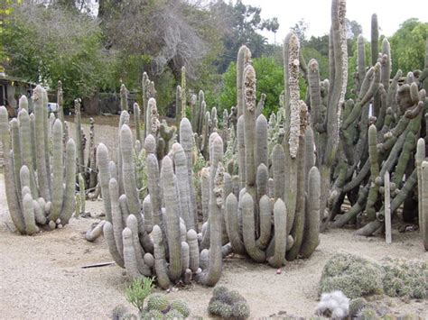 Its original habitat is from southern ecuador to the northern peru on the west slopes of the andes mountains. Espostoa