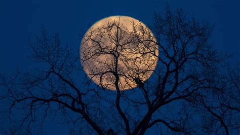 november supermoon will be biggest brightest moon in nearly 70 years chicago news wttw