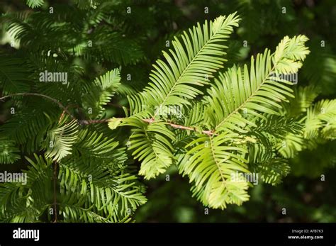 Leaves Of Dawn Redwood Tree Taxodiaceae Metasequoia Glyptostroboides