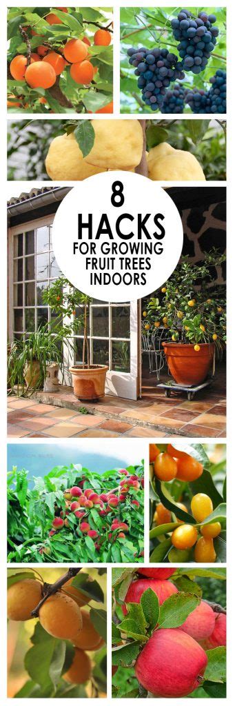 8 Hacks For Growing Indoor Fruit Trees ~ Bees And Roses