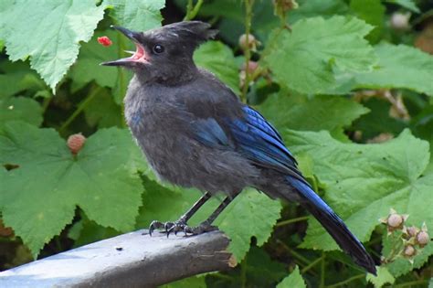 2021 Ncwas Bird Photo Contest North Central Washington Audubon Society