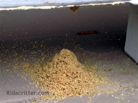 These are not home remedies. A pile of sawdust found at a Locust Grove, Georgia carpenter bee job