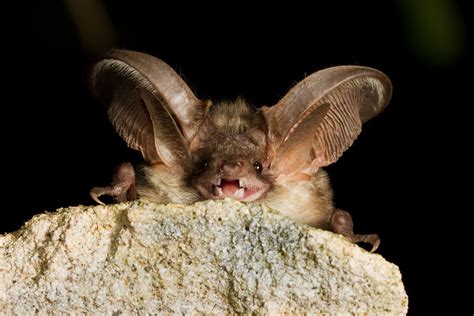 The Long Eared Bats Learn About Nature
