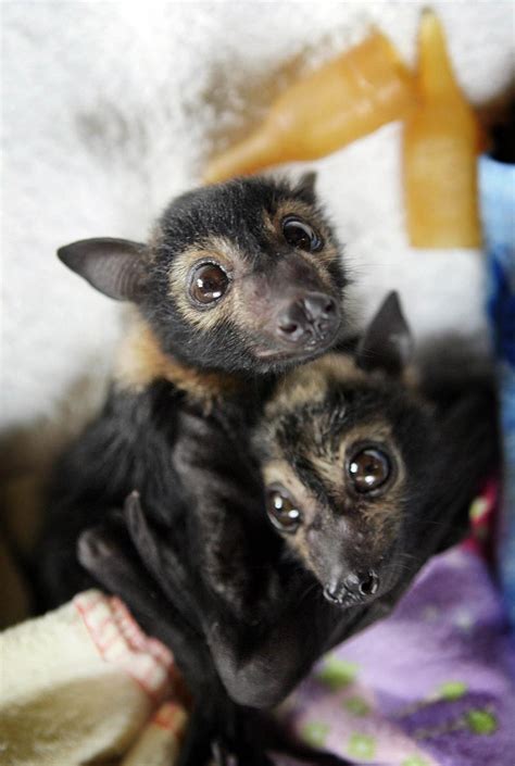Adorable Baby Bats Honestly Snuggled In Wool At Animal Shelter