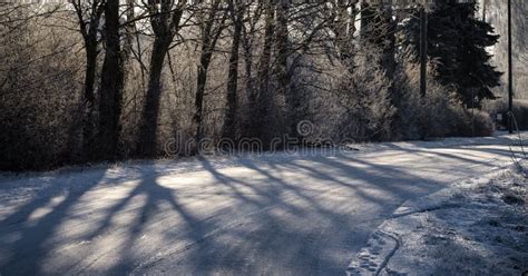 Snowy And Icy Winter Road With Trees And Bushes Stock Photo Image Of