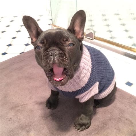 Yawn How Is It Only Wednesday Frenchie Puppy Brindle French