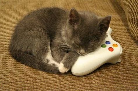 Great Now How Am I Supposed To Play Xbox Cats Animals Funny Cats
