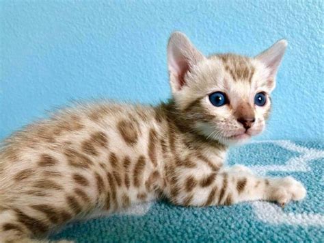 Snow Lynx Bengal Kittens For Sale White Bengal Cats