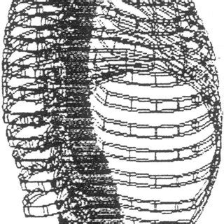 Model Of A Spine Ribcage And Pelvis Used To Predict Responses To