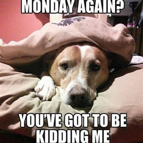 20 Dog Photos That Hilariously Describe The Mondays Blues