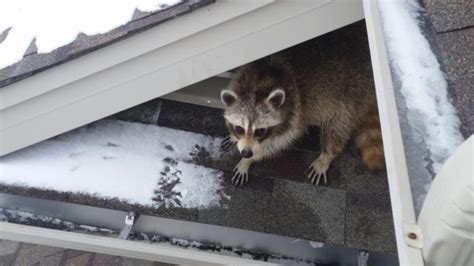 How Do Raccoons Prepare For Winter Skedaddle Humane Wildlife Control