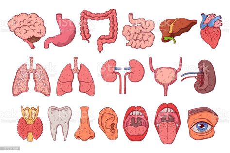 human internal organs set hand drawn cartoon vector anatomy chest gastrointestinal tract head