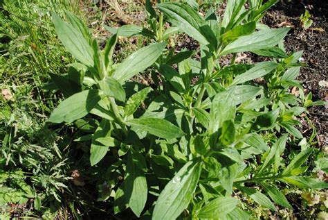Wildflowerweed Identification Help Needed In Sw Michigan P