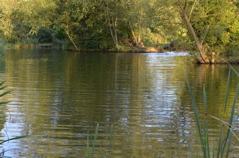 Beautiful Fishing Lake In Cheshire Picture Of Lloyds Meadow Fishery