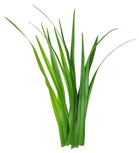 35800 Blade Of Grass Close Up Stock Photos Pictures And Royalty Free