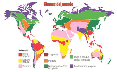 Mapa De Colores De Los Principales Biomas Del Mundo Ilustracion Del Images