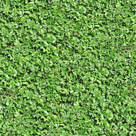 Ground Cover Seamless Texture Tile Stock Photo By