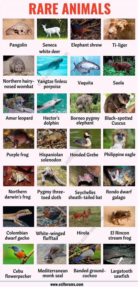 List Of Animals A Big Lesson Of Animal Names With The Pictures Esl