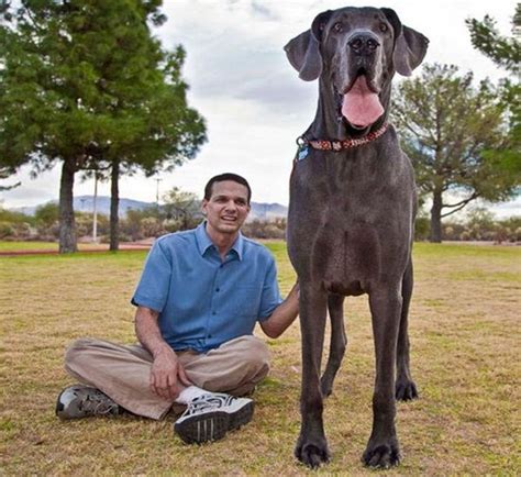 Abnormally Large Animals Huge Dogs Tallest Dog Worlds Biggest Dog