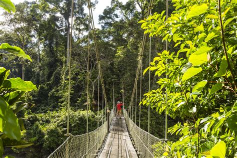 Malaysia's national parks and wildlife reserves are the best places to go to see wildlife, including taman negara and bako national park. The 10 Best Places to Visit in Malaysia