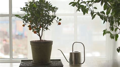 Watch How To Grow Citrus Indoors Video Indoor Real Estate Tips