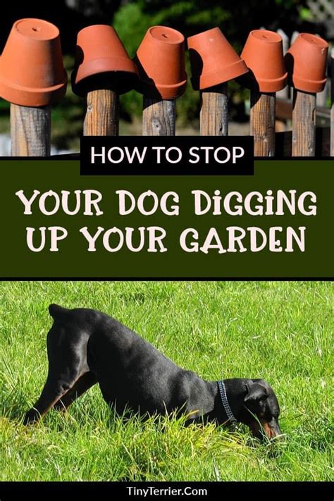How To Stop Your Dog Digging Up Your Garden Protect Your Garden From
