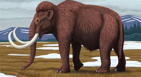 Woolly Mammoth Fact File National Geographic